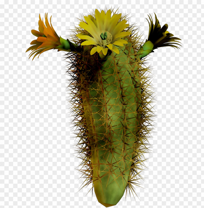 San Pedro Cactus Echinocereus Plant Stem Plants PNG