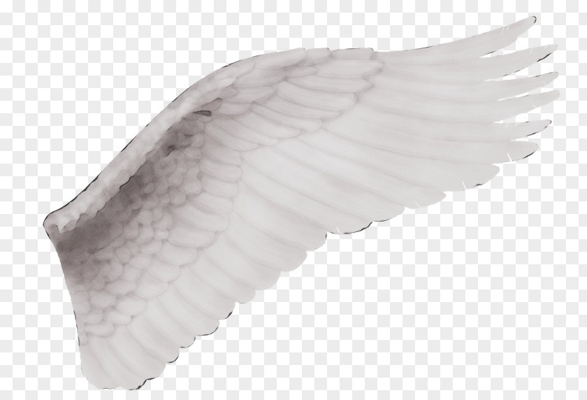Feather Wing PNG