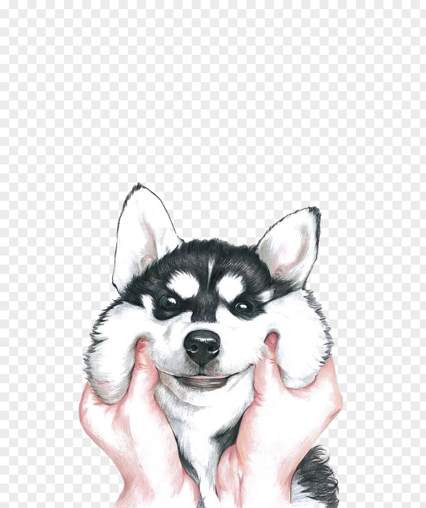 Happy Husky Siberian Drawing PNG
