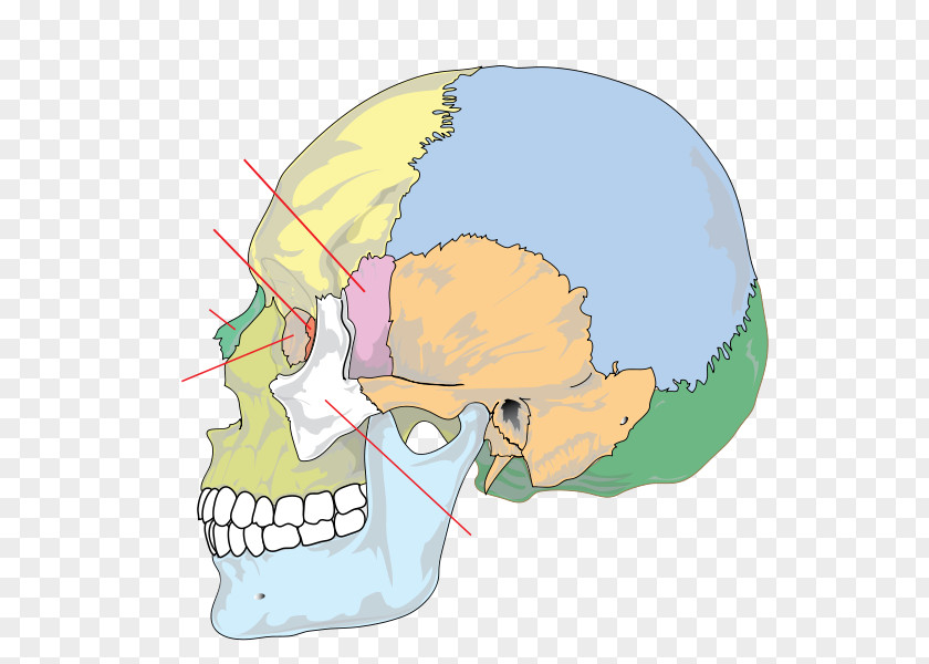 Skull Palatine Bone Anatomy Human Skeleton PNG
