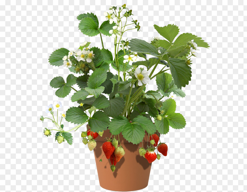 Strawberry Shortcake Plant Water Spinach Cheesecake PNG