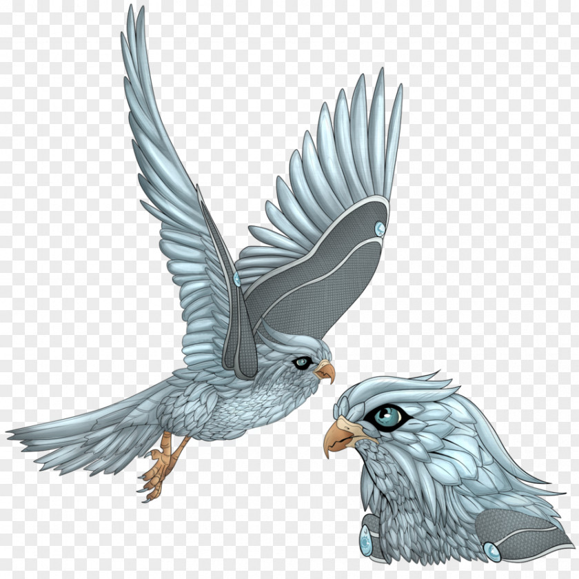 Bird Minokawa Eagle PNG