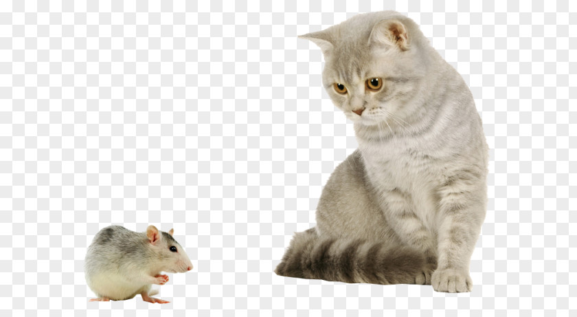 Cat With Mouse House Puppy Kitten Dog PNG