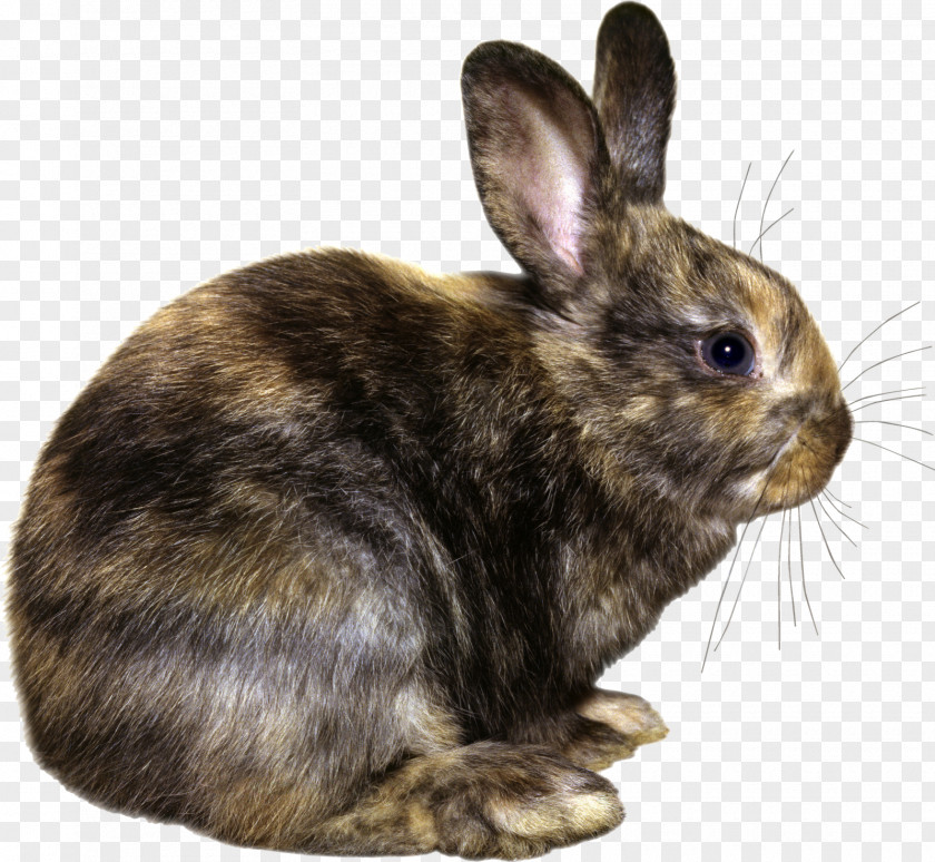Coelho Easter Bunny Hare Domestic Rabbit European PNG