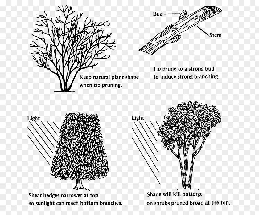 Crape Myrtle Branch Pruning Shrub Hedge Tree PNG