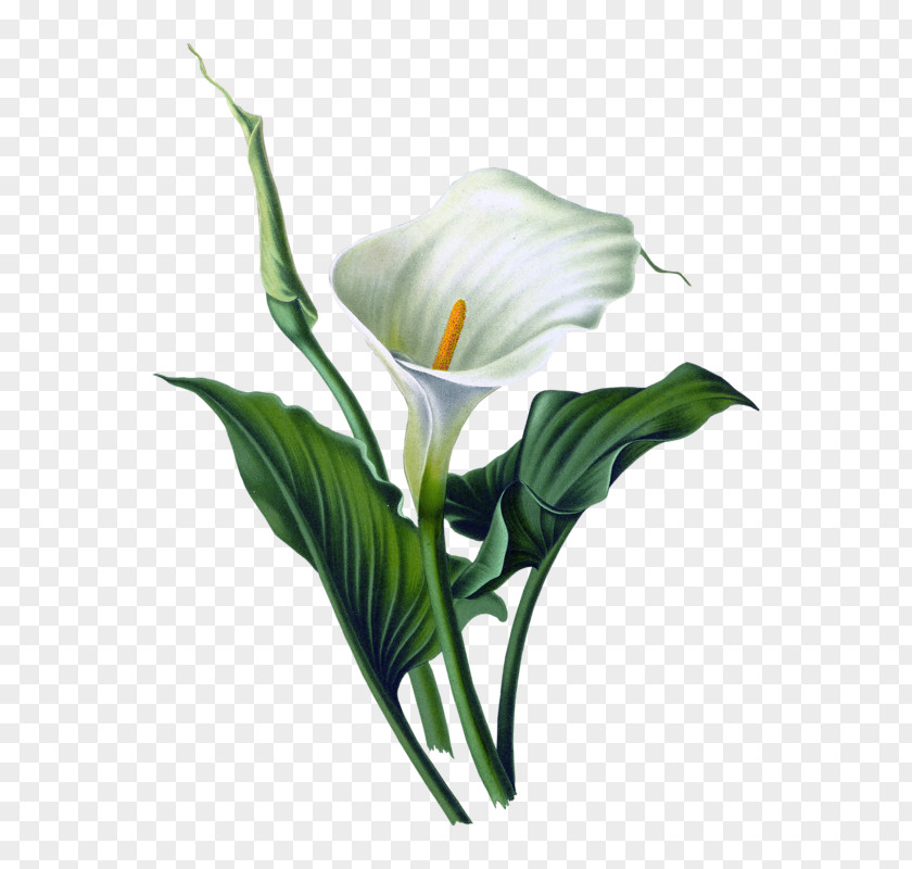 Flower Arum-lily Lilium Art Watercolor Painting PNG