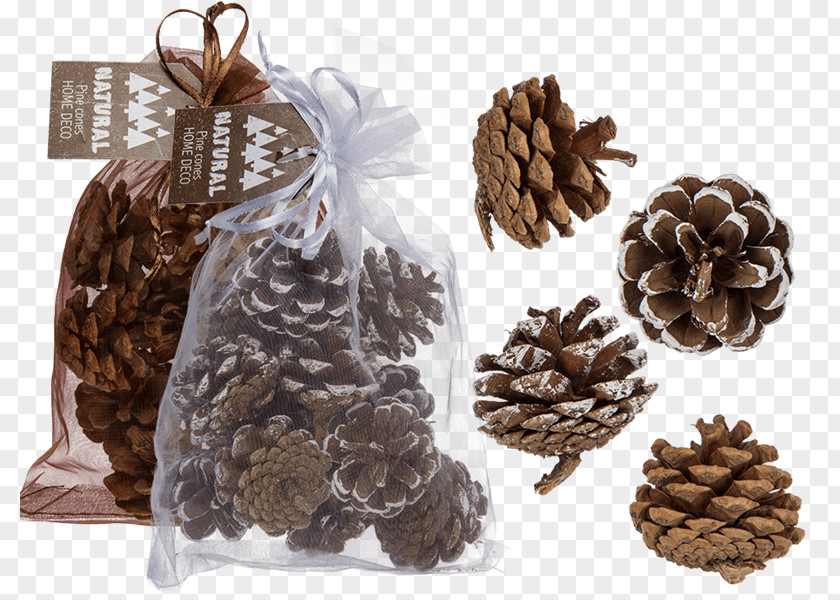 Gift Pine Conifer Cone Christmas Day Spruce PNG
