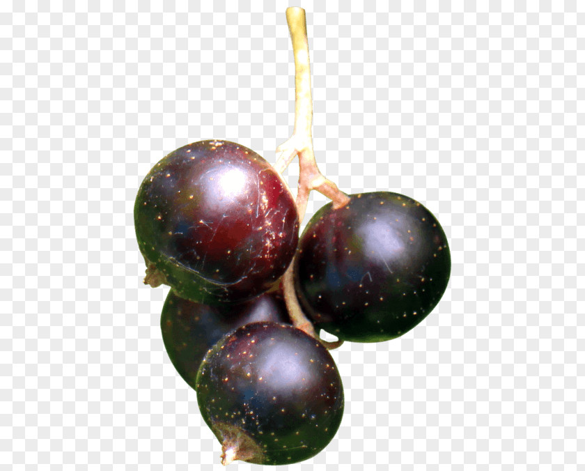 Grape Blackcurrant Berry Fruit PNG