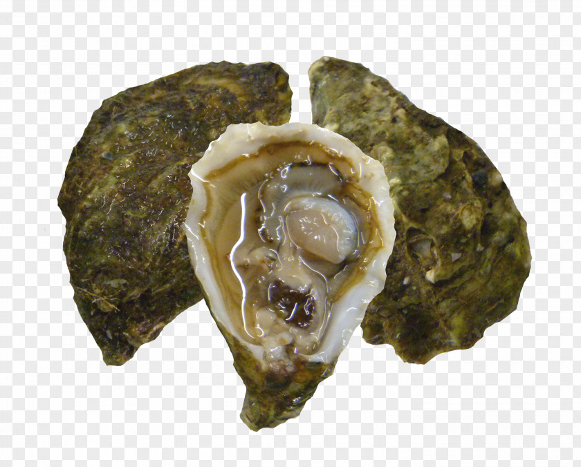 Minced Pacific Oyster Clam Seafood Kumeyaay PNG