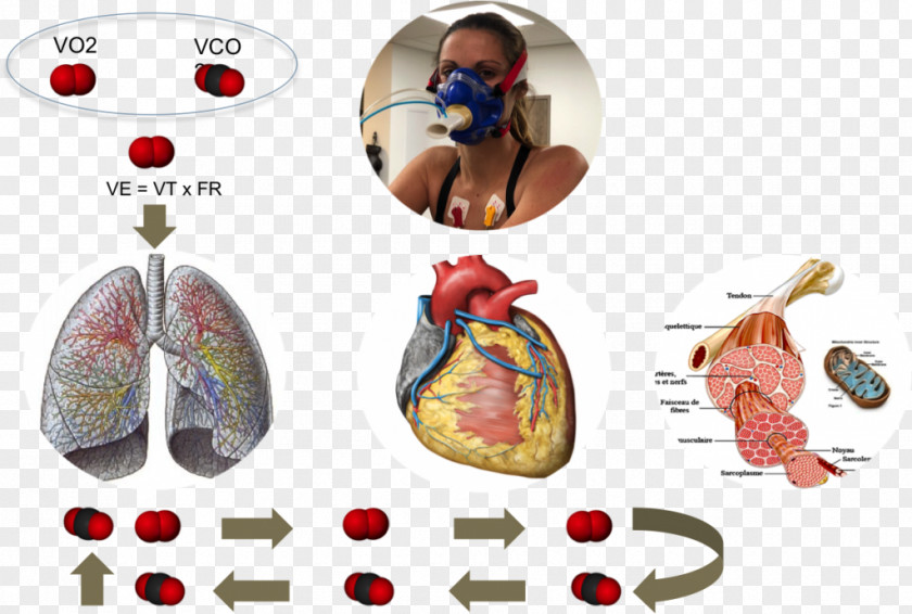 Heart VO2 Max Lung Physiology Endurance PNG
