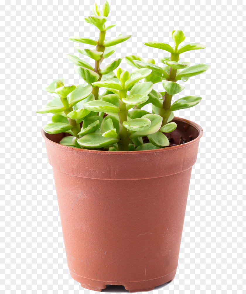Pot Plant Portulacaria Afra Flowerpot Plastic Succulent Houseplant PNG