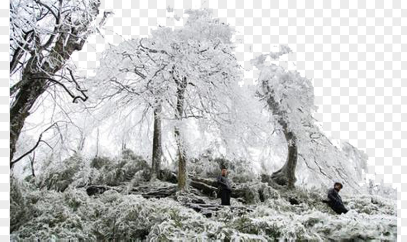 Snow Tree Maolin Daxueshanzhen Branch District Winter PNG