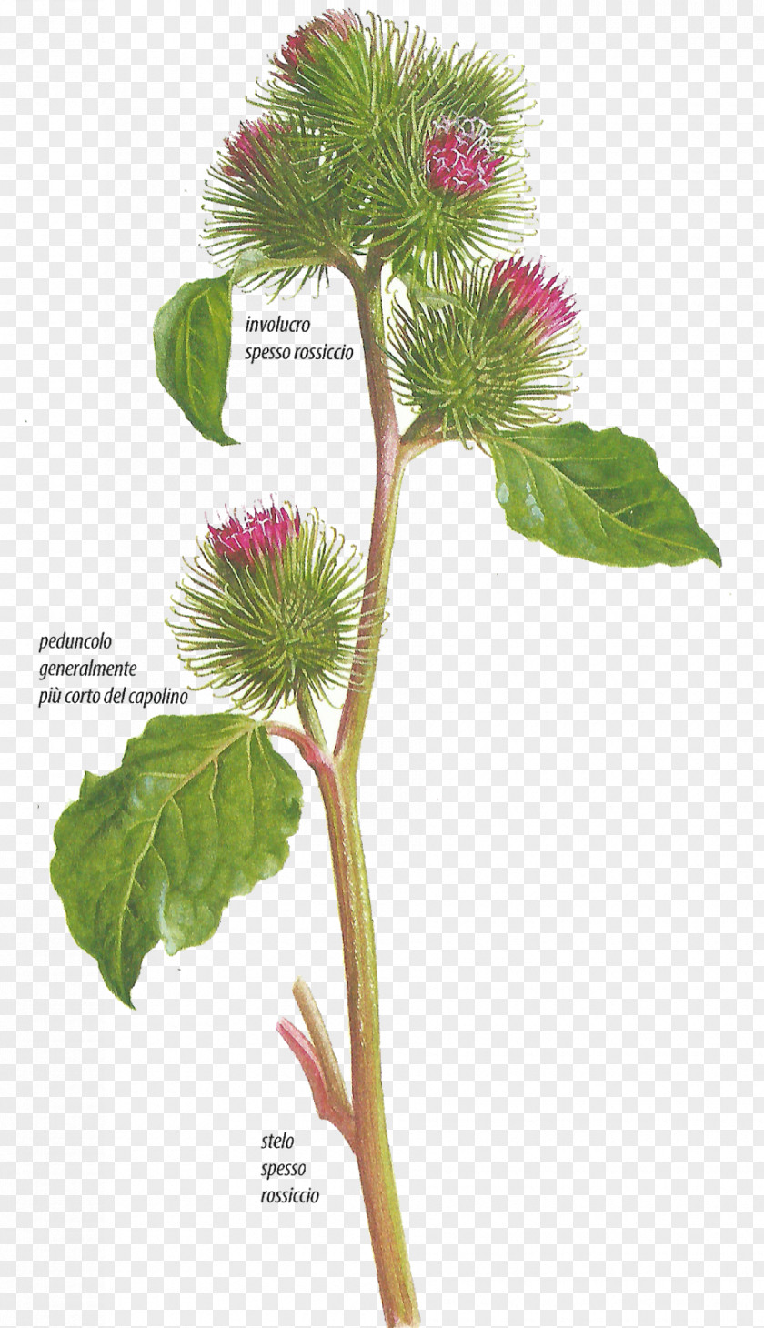 Bardana Lanosa Greater Burdock Plants Hemlock Human Body Immune System PNG