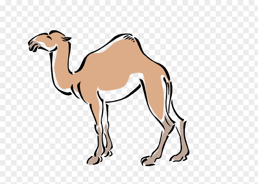 Camels Dromedary Pack Animal Mustang Clip Art PNG