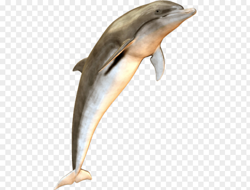 Dolphin Clip Art Image Psd PNG