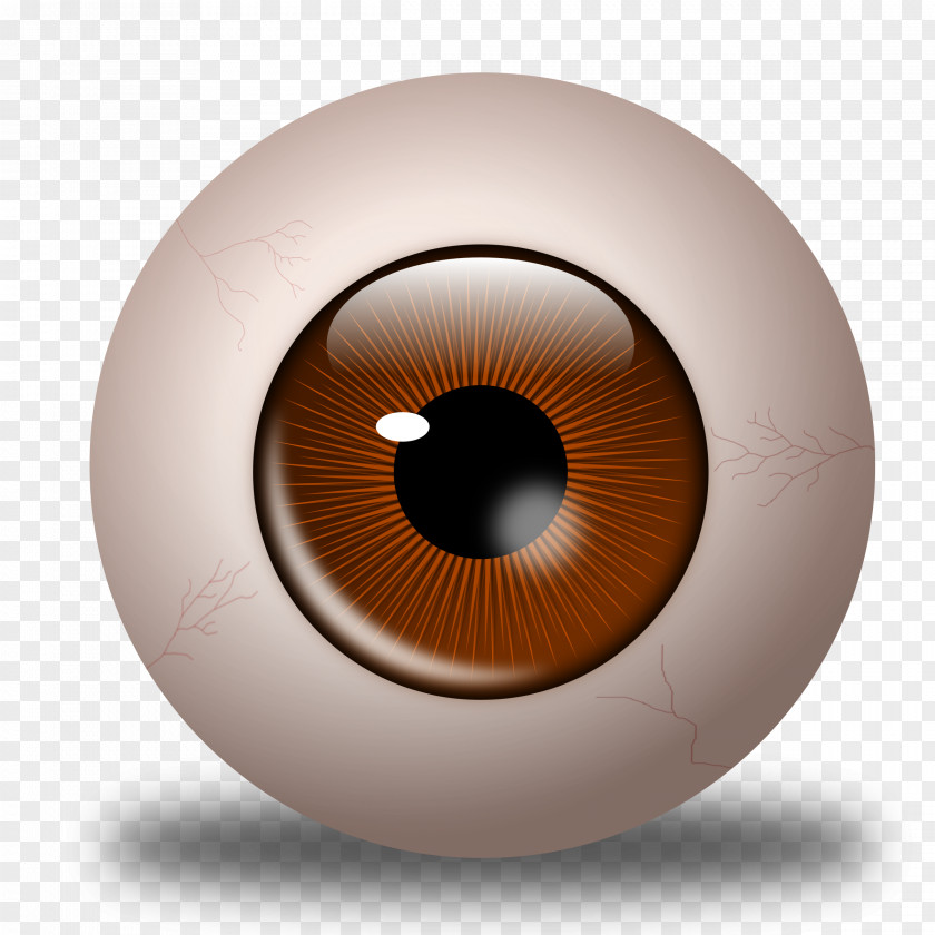 Eye Iris Clip Art PNG