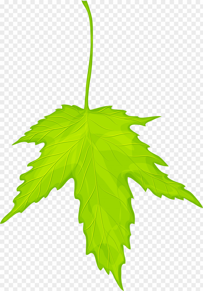 Green Dream Leaves Maple Leaf PNG