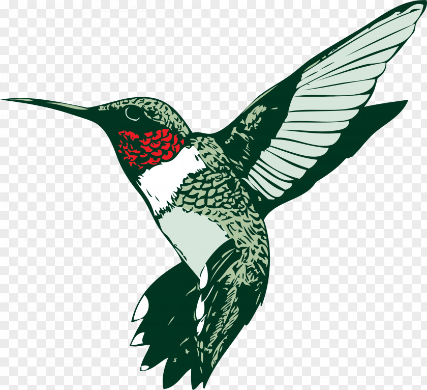 Hummingbird Graphics Broad-tailed Ruby-throated Clip Art PNG
