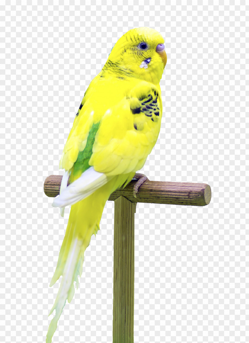 Standing Parrot Budgerigar Bird PNG