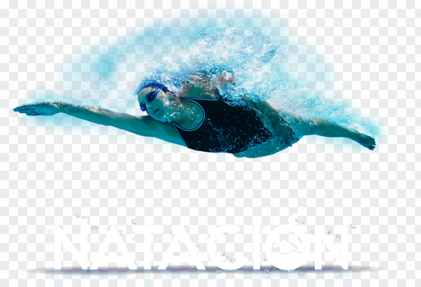 Swimming Olympic-size Pool Sport PNG