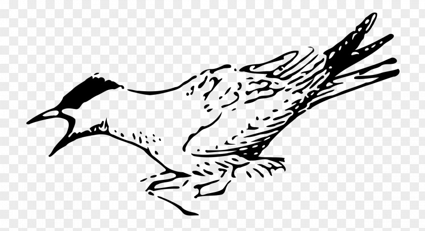 Vector Birds Arctic Tern Bird Clip Art PNG