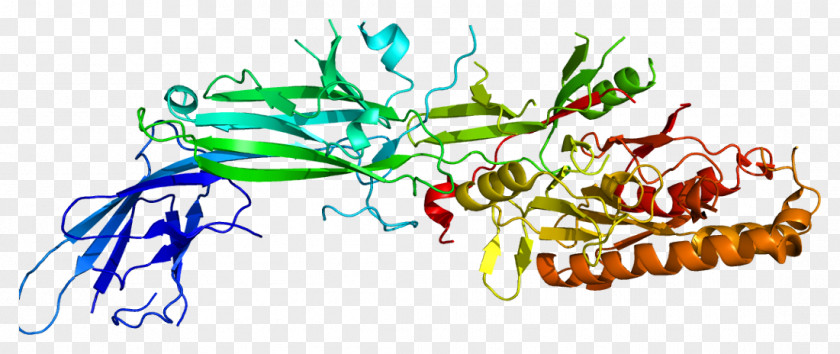 PADI4 Anti–citrullinated Protein Antibody Histone Gene PNG