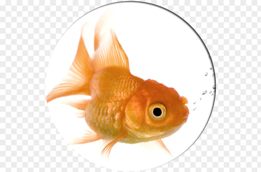 Dog Goldfish Pet Kamloops Cat PNG