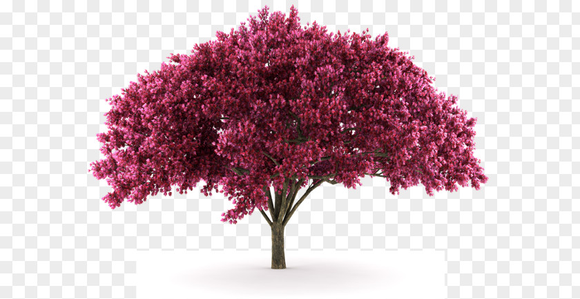 Magnolia Flower Cherry Blossom Stock Photography Plum PNG