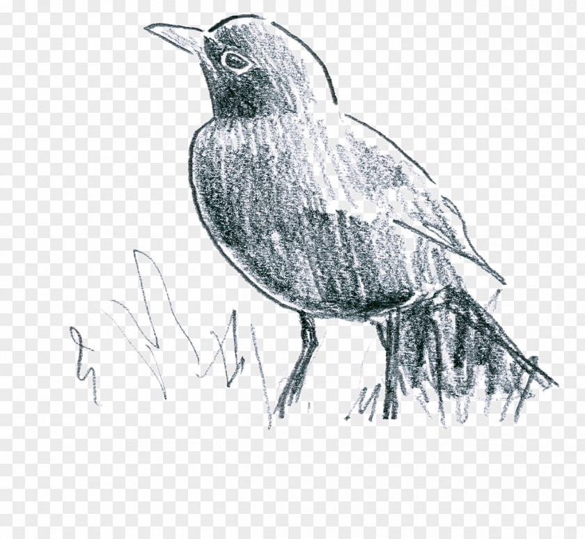Merle Noir Common Blackbird American Crow Earthworm Le Parfum Des Lilas (Chanson Tzigane) PNG