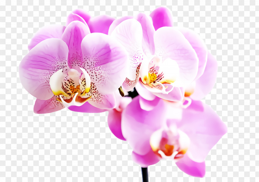 Orchid Violet Flower Flowering Plant Moth Petal Pink PNG