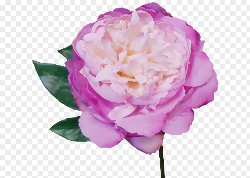 Subshrubby Peony Flower Garden Roses Centifolia Cut Flowers PNG