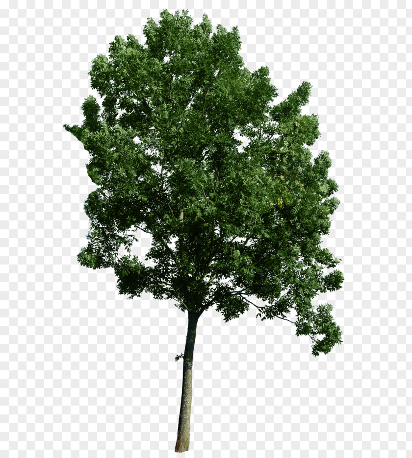 Tree Corner Common Fig Weeping Clip Art PNG