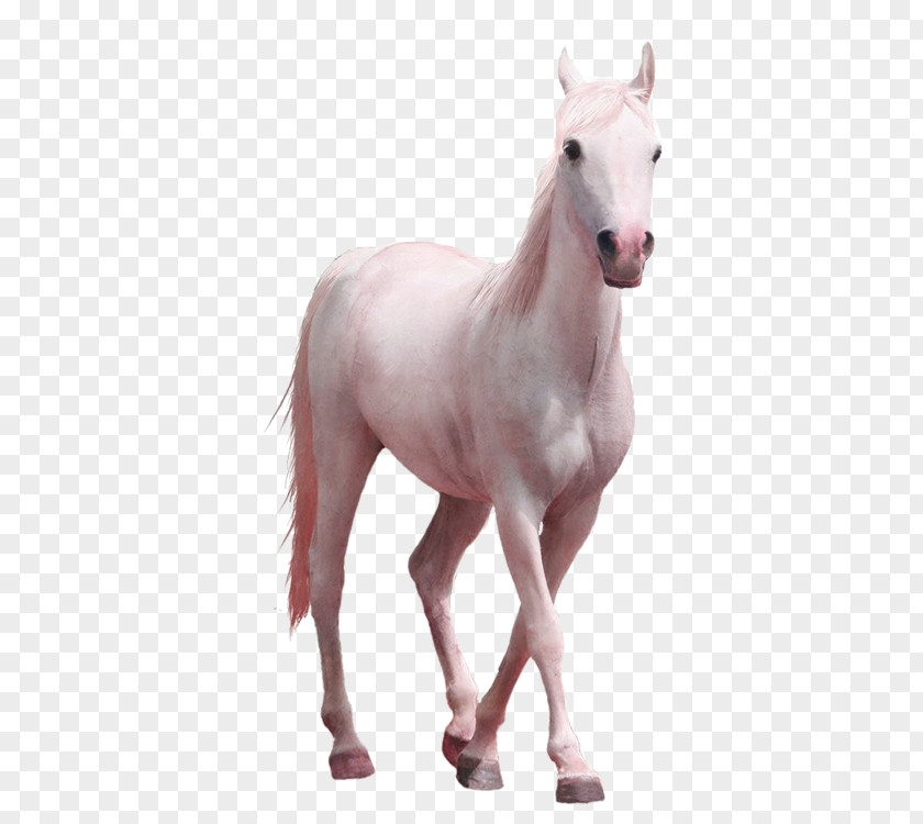Whitehorse Horse Clip Art PNG