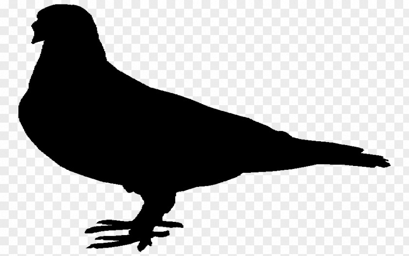 Beak Pigeons And Doves Fauna Landfowl Silhouette PNG