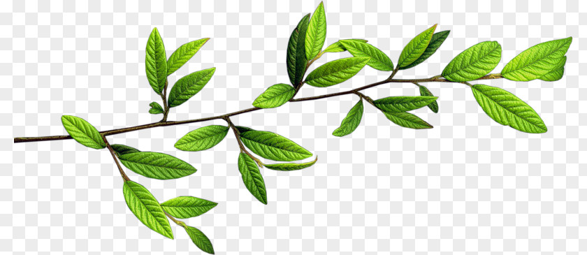 Green Leaves Branch Twig PNG