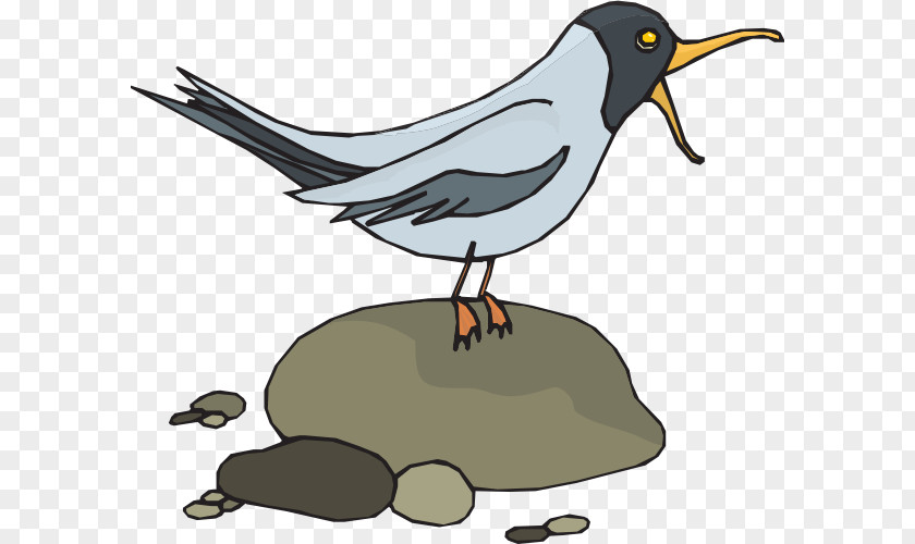 Gull Gulls Bird Clip Art PNG