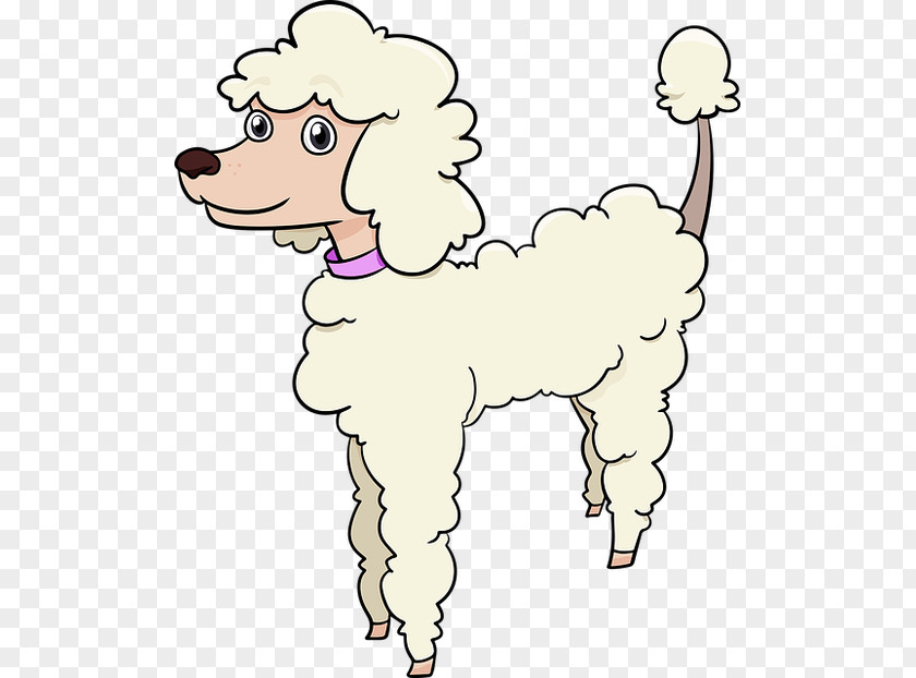 Puppy Standard Miniature And Toy Poodles Coloring Book PNG