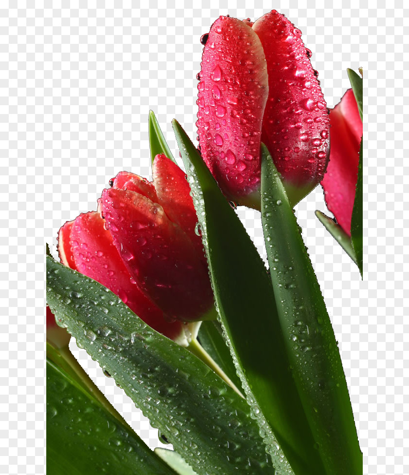 Red Tulips With Water Droplets Drop Tulip Flower PNG