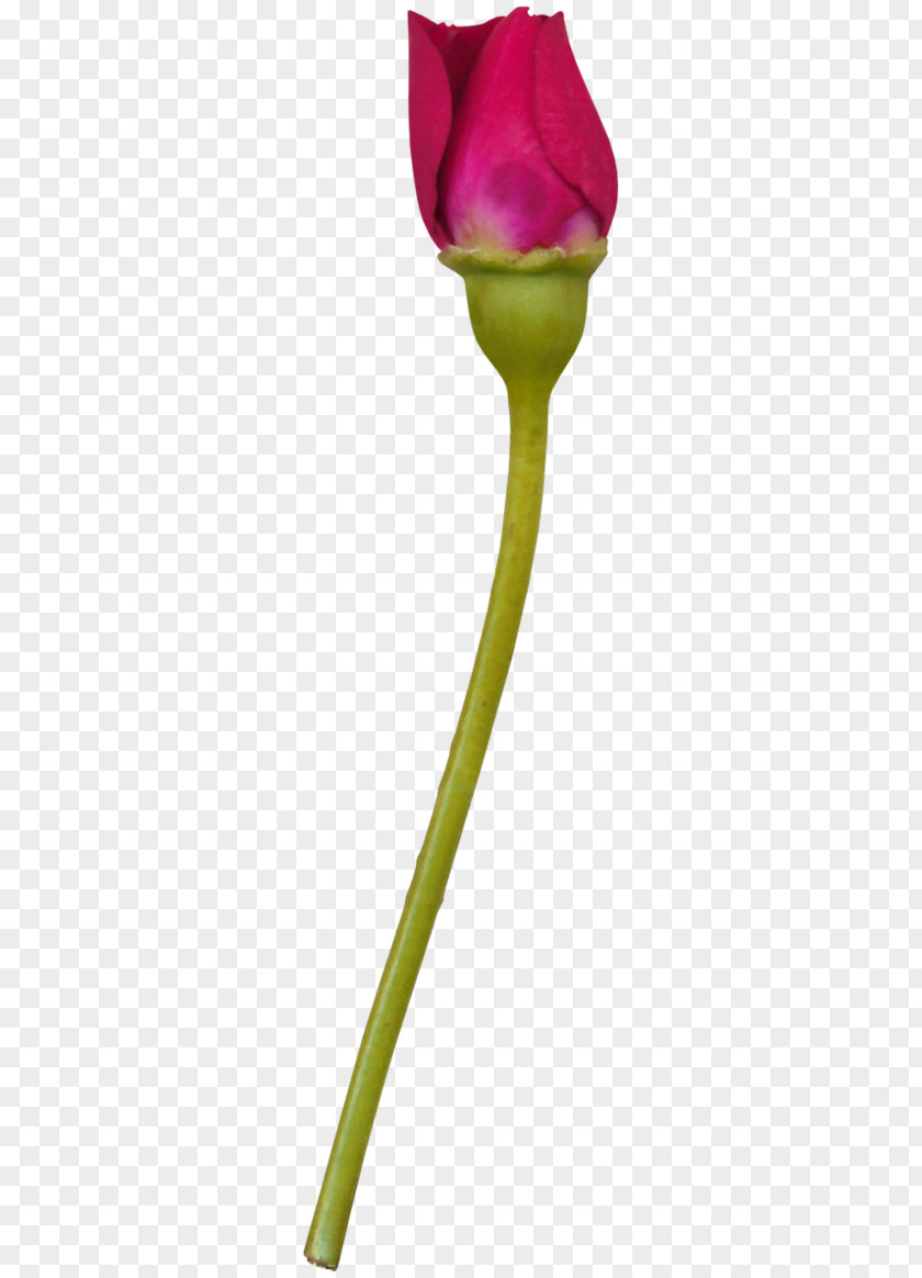 Rose Garden Tulip Cut Flowers PNG