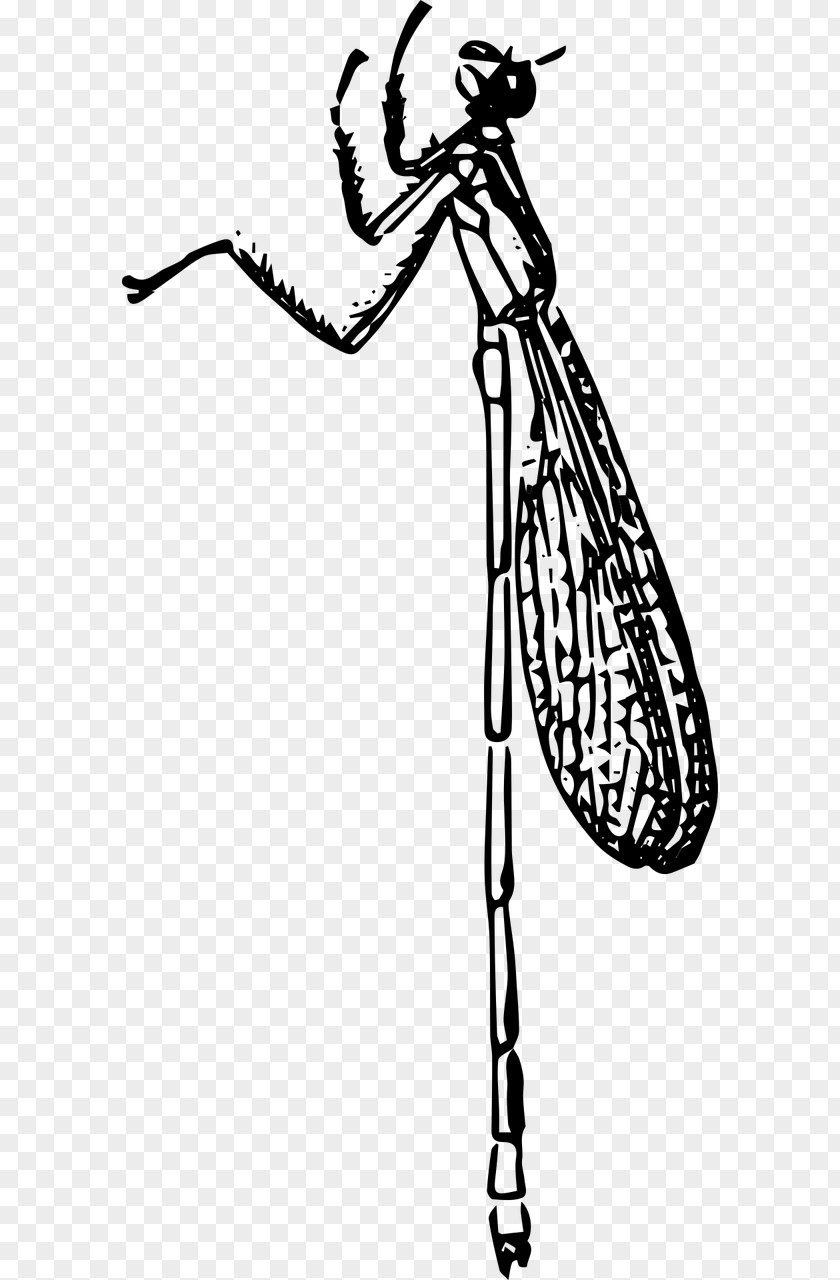Beetle Damselflies Insect Wing Nymph Clip Art PNG