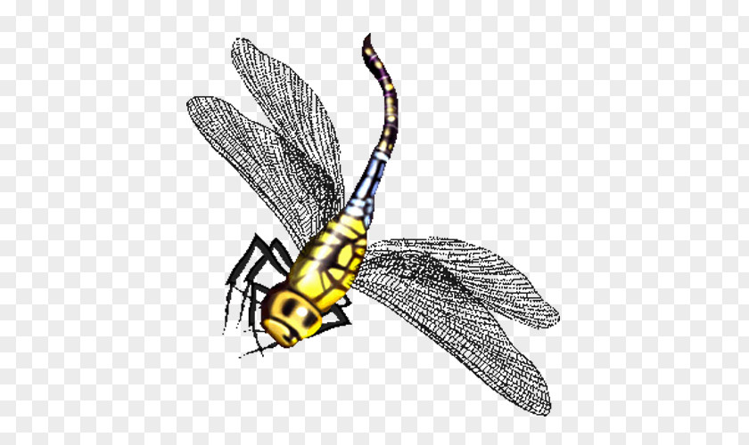 Dragonfly Butterfly Insect Cartoon PNG