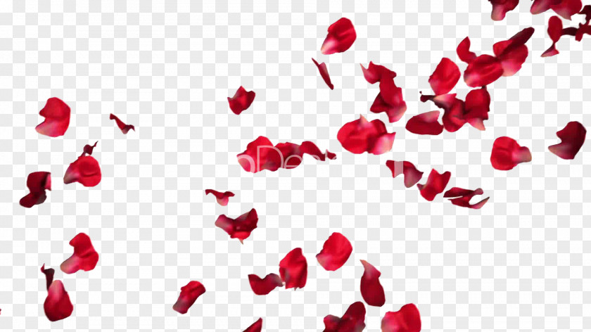 Rose Petals Pic Petal Flower PNG