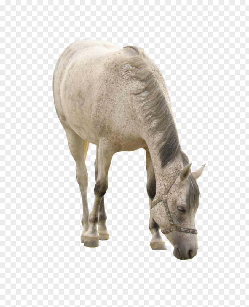 White Horse Grazing Download Computer File PNG