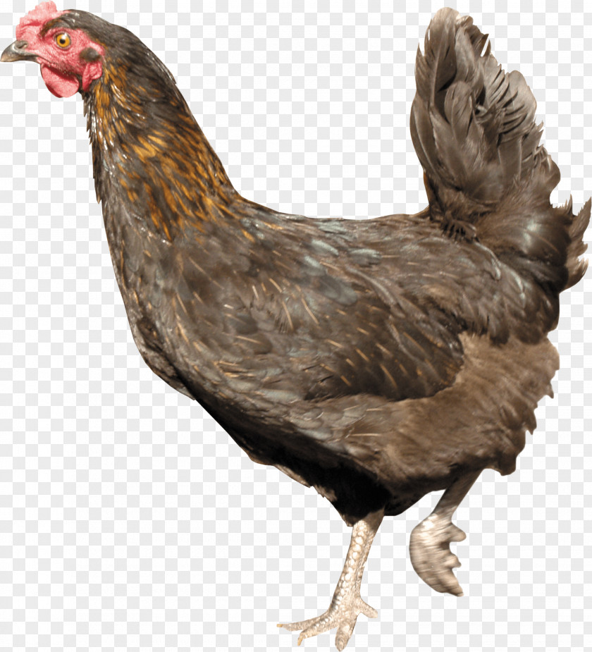 Chicken Image Fried Meat Food PNG