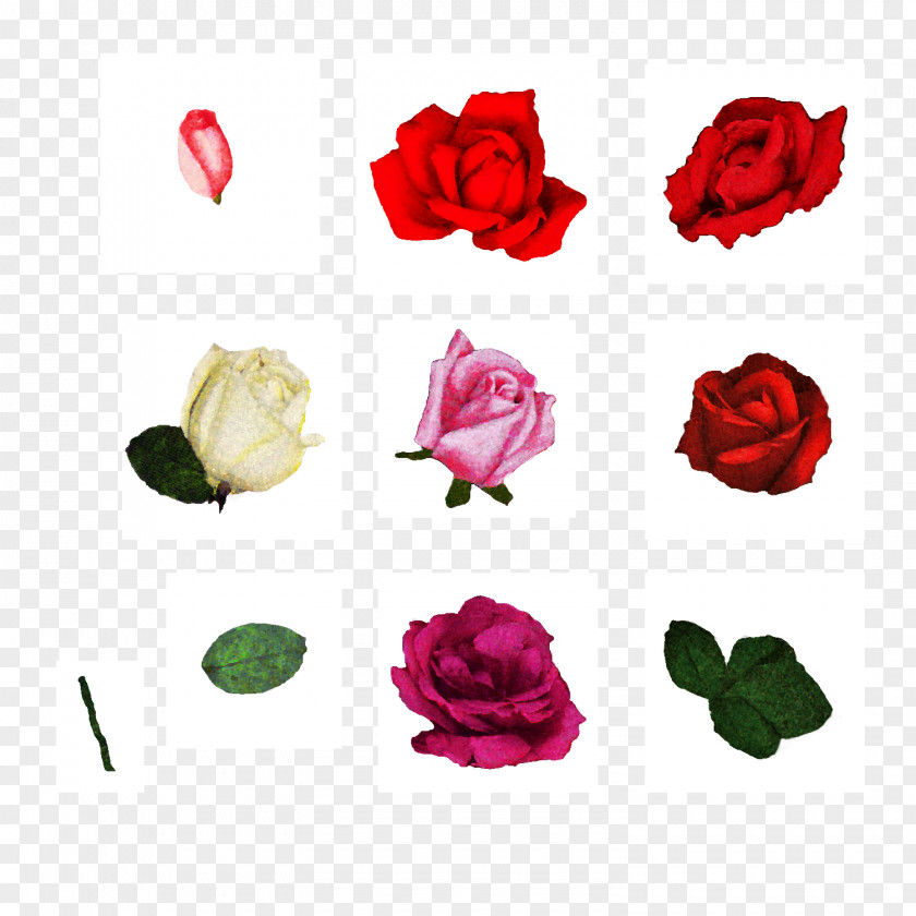 Forget Me Not Cut Flowers Centifolia Roses Floral Design Garden PNG