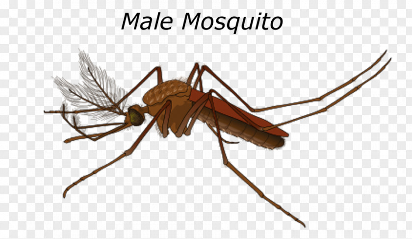 Marsh Mosquitoes Yellow Fever Mosquito Control Female PNG