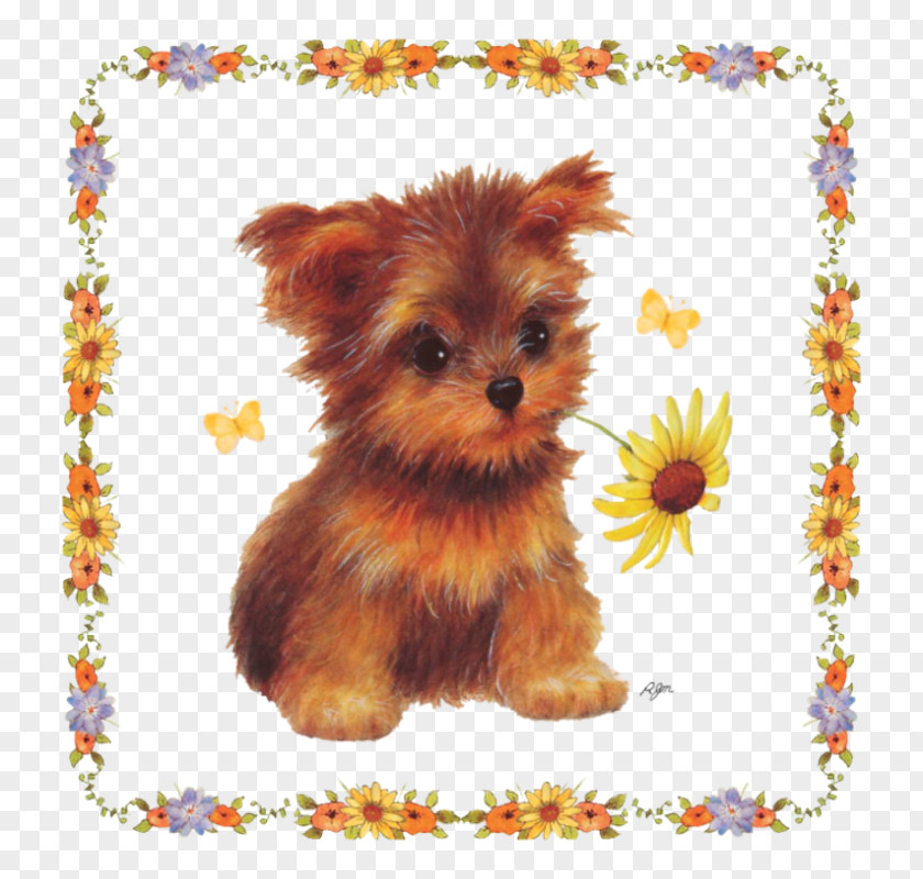 Puppy Yorkshire Terrier Morkie Norfolk Dog Breed PNG