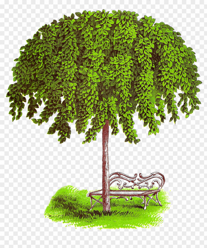 Tree-lined State Tree Clip Art PNG