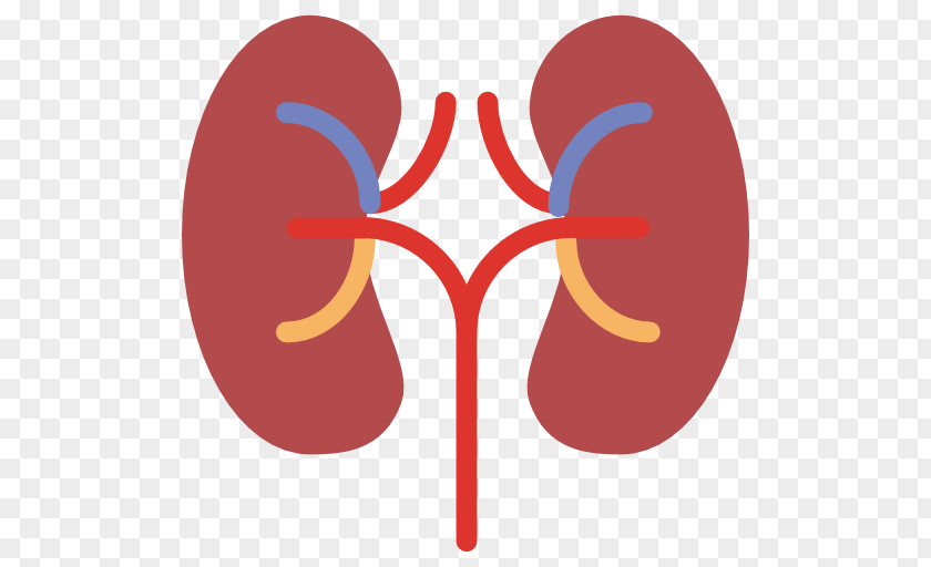 Kidney Computer Icons Organ Human Body PNG body, kidney clipart PNG