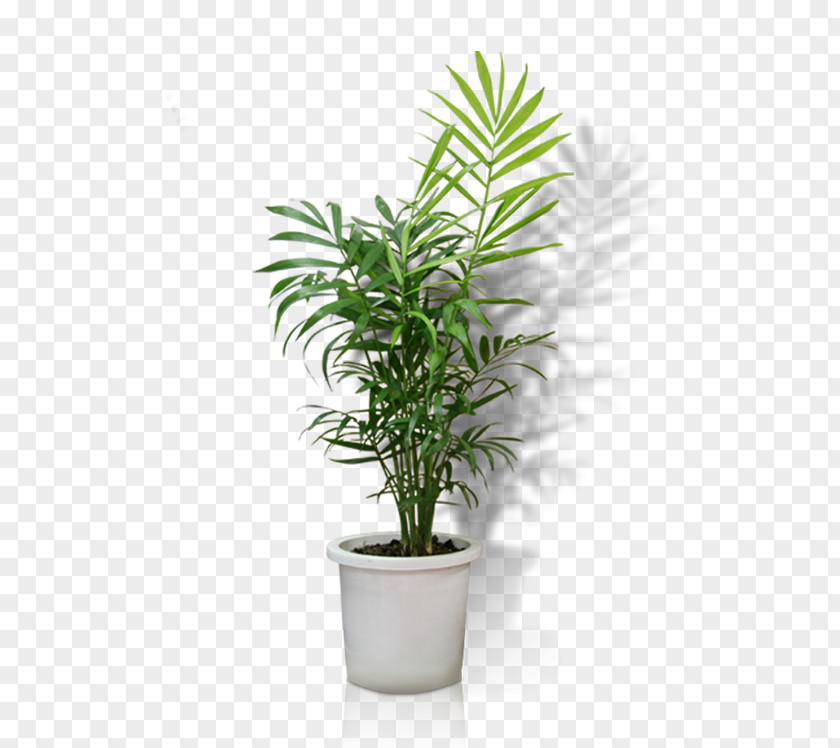 Potted Flowerpot Crock Houseplant Bonsai PNG